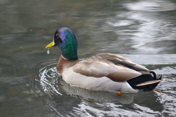 Christchurch Mallard