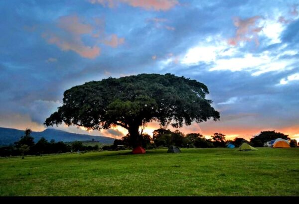 Ngorongoro